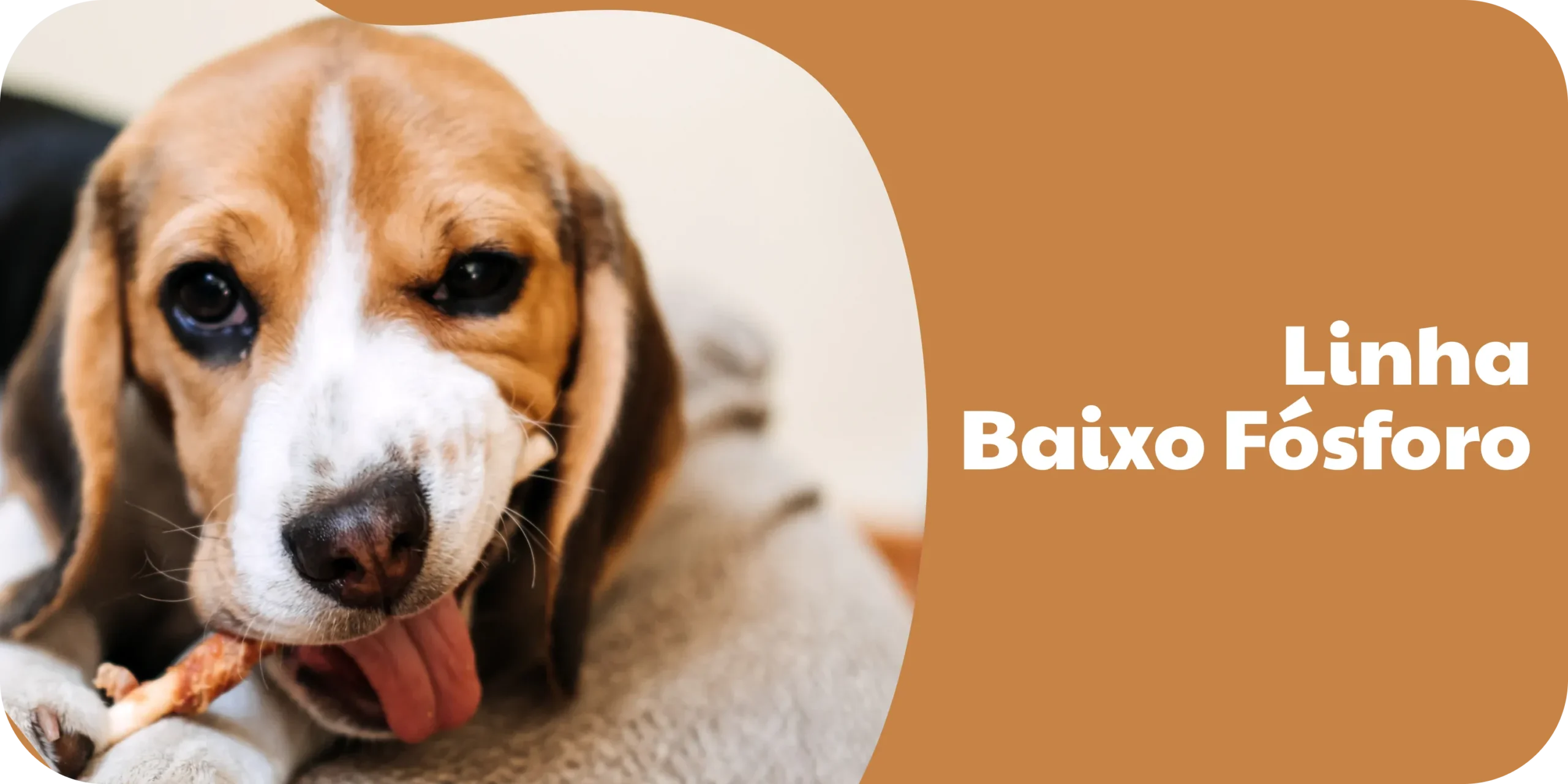 Destaque Linha Felina